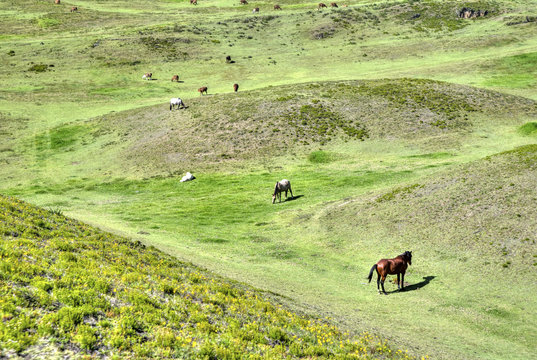 Horses in a field eating grass and relaxing, on a sunny day. Cochasqui, Pichincha province, Ecuador