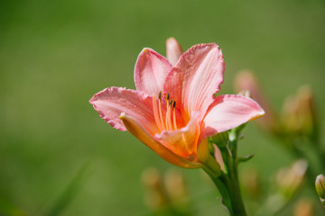 Hemerocallis