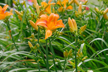 Orange Hemerocallis