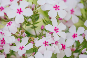 white and Pink phlox