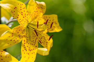 yellow hemerocallis flower