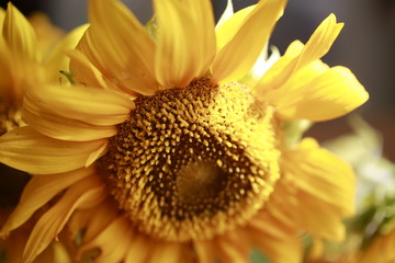 Sunflower bouquet in morning window light