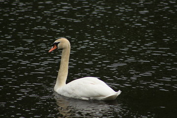 Obraz premium White swan on a pond