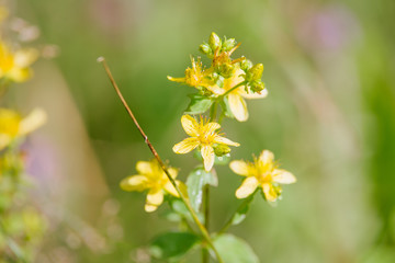 Hypericum