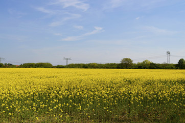 Power masts in rape field in the surrounding countryside of Berlin