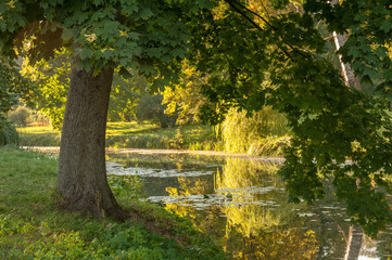 Sun setting behind the tree in Alexandria park in Belaya Tserkov, Ukraine. Shot on a sunny hot summer evening. Golden trees and haze above the water.