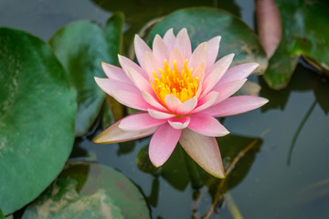 Brightly colored water lily floating on a stil pond