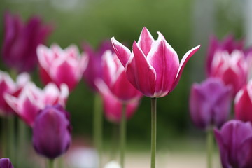 Tulpen in pink