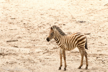 Fototapeta na wymiar Zebra Nachwuchs