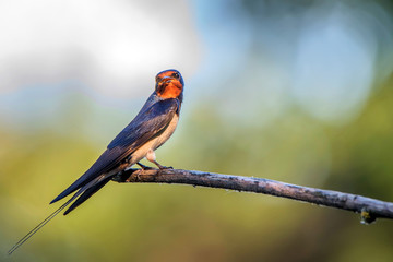 Barn Swallow or Hirundo rustica sits on tree