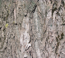 Tree bark, background, texture