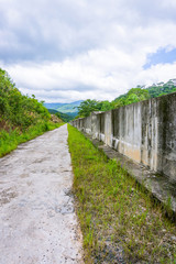 The road in the wild forest