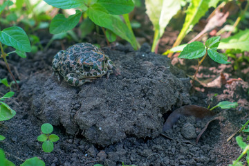 European green toad or Bufo viridis