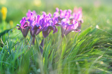 Wild purple irises