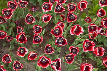 White and red tulips on texture background. Garden in front of house.