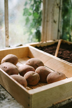 Seed potatoes on a sunny window sill waiting to chit