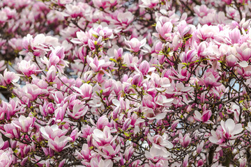 Magnolia plant with purple flowers on sunny spring day