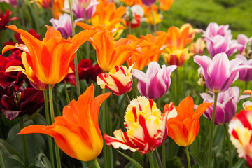 Several species colorful tulips in garden.