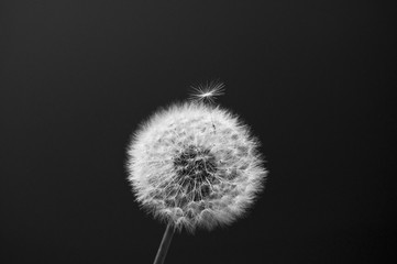 Flower dandelion