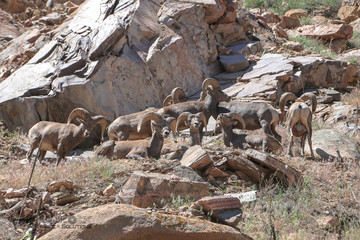 Fototapeta premium Northern Colorado Bighorn Sheep