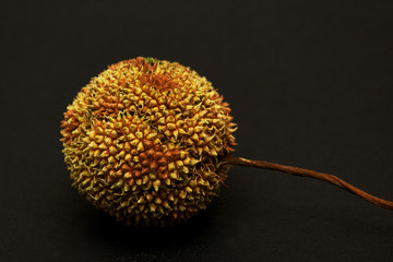 Frucht einer Platane im Winter