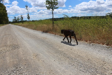 chien qui fait son jogging cane corso