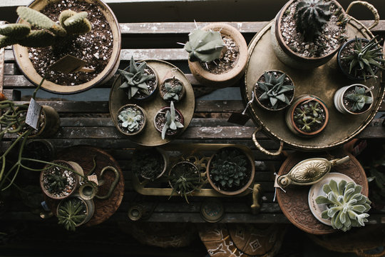 Interior Of Vintage Shop With Furniture And Plants