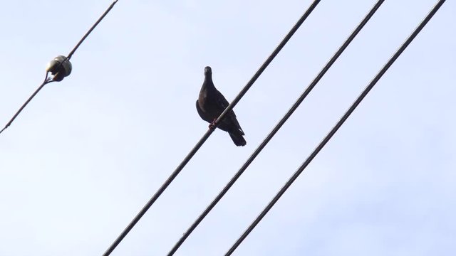 電線にとまる鳩 - video 4K UHD 2