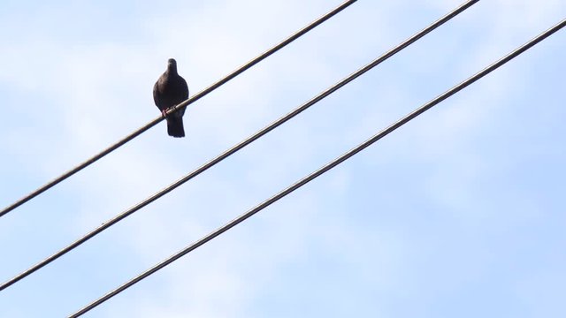 電線にとまる鳩 - video 4K UHD 1