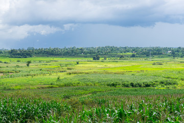 Fototapeta premium Green valley