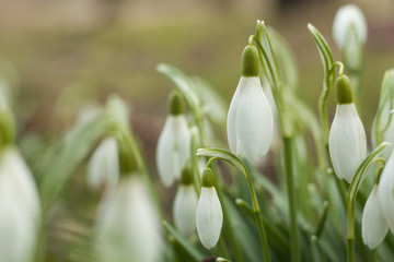 Beautiful snowdrops. The first sign of spring. The snow-white flowers in the shape of a bell.