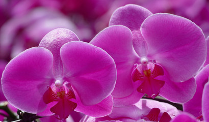 Orchidée phalaenopsis rose.