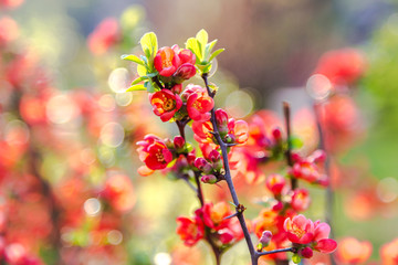 Beautiful red flowers of blossoming Flowering Quince in sunny spring day at city park