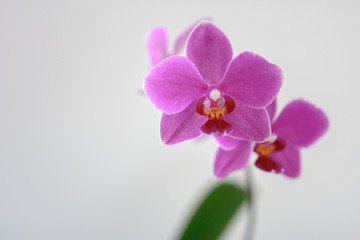 Naklejka na ściany i meble Grußkarte Orchidee 