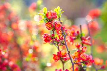 Beautiful red flowers of blossoming Flowering Quince in sunny spring day at city park