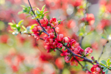Beautiful red flowers of blossoming Flowering Quince in sunny spring day at city park