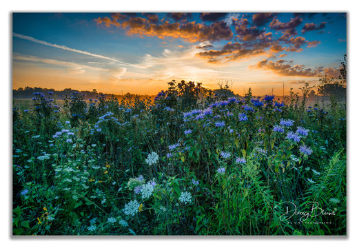 LOW LIGHT & FLOWERS