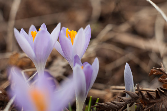 Spring purple crocus. Blooming crocuses in the clearing. The plant on the saffron. Flowers on macro whit blur background.