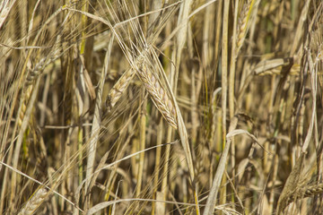 Rye field. Ears of golden rye close up. Beautiful Nature Sunset Landscape. Rural Scenery under Shining Sunlight. Background of ripening ears of meadow rye field.