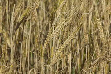 Rye field. Ears of golden rye close up. Beautiful Nature Sunset Landscape. Rural Scenery under Shining Sunlight. Background of ripening ears of meadow rye field.