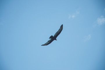 Flight of the urubu alone