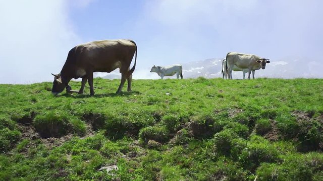Cows resting in a green meadow in the mountains