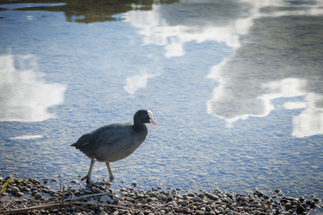 Fulica Atra on the Lake shore