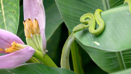 Snake waiting for prey