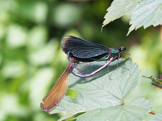 herzförmig: Paarung von zwei Blauflügel-Prachtlibellen (calopteryx virgo)