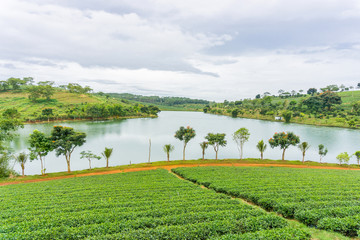 Tea plant beside the river