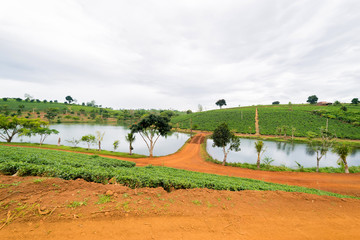 The tea field beside the river