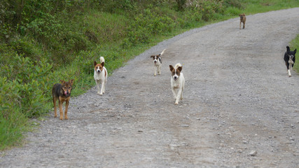 Fototapeta premium Pack of Dogs
