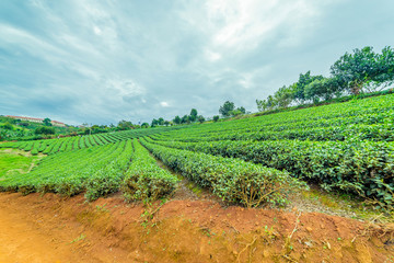 Obraz premium The tea plant in Lam Dong Vietnam