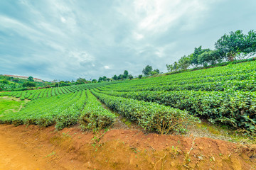 The tea plant in Lam Dong Vietnam
